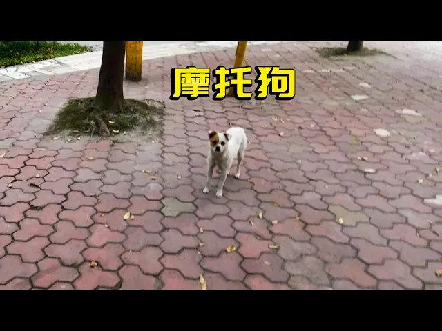 小伙在机车俱乐部里发现一只狗,带我看几十万的摩托车!摩旅中国vlog
